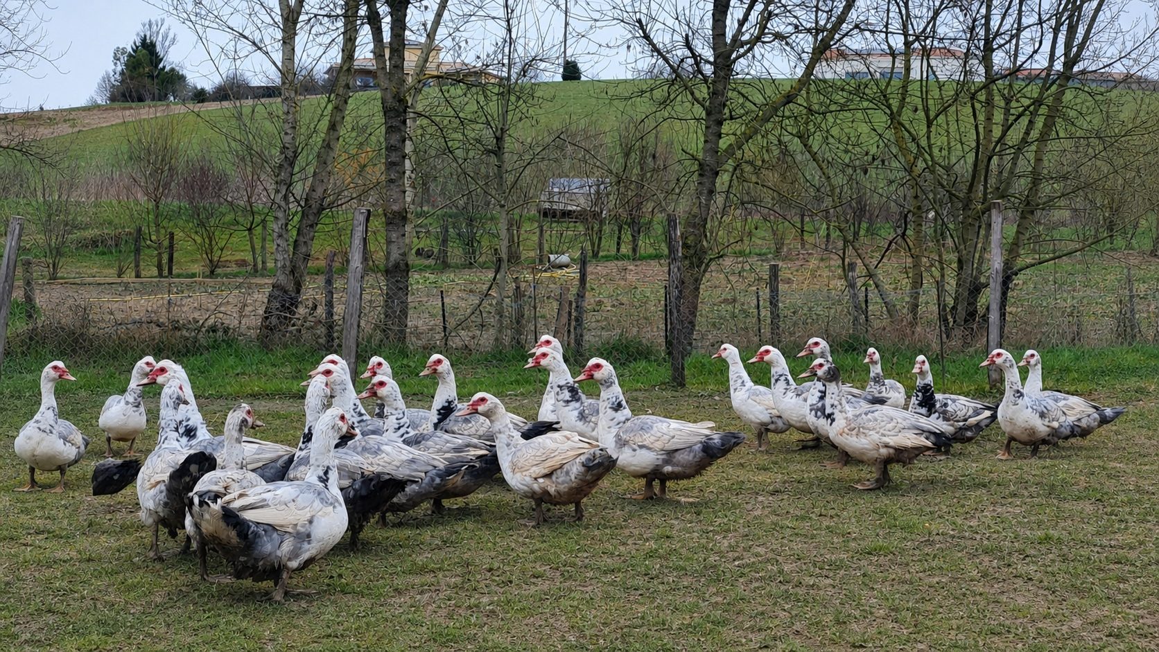 Mise en bocal du confit de canard dans l'atelier de transformation